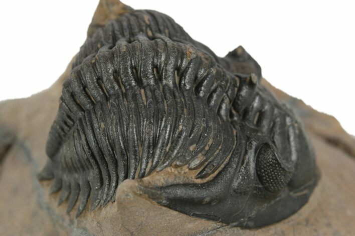 Detailed Metacanthina Trilobite - Lghaft, Morocco #249786